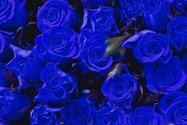 冰蓝色玫瑰花语是什么?_360问答