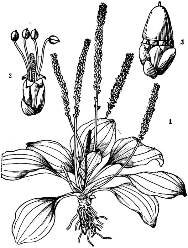 车前有哪些特征?
