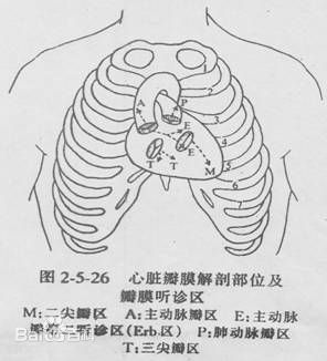 心脏瓣膜听诊区的顺序