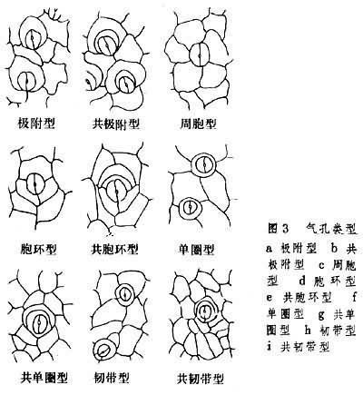 哑铃型保卫细胞图片