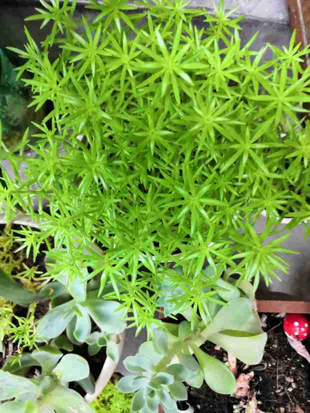 小叶子草本植物是什么?如下图