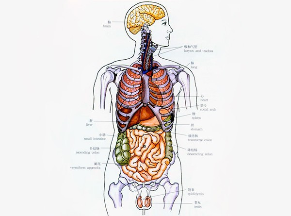人体的内脏器官主要有甲状腺,气管,心脏,肺,肝脏,胆囊,胃,肾,胰,小肠