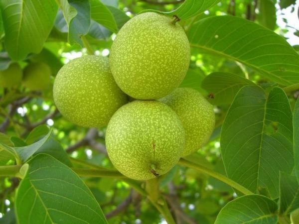 核桃什么时候成熟?