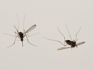 蚊子平衡棒图片
