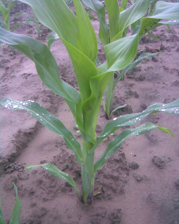 玉米成长过程