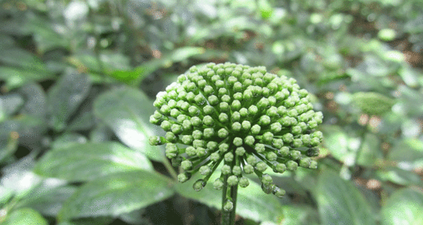 三七花的植物形態與鑑別方法有哪些