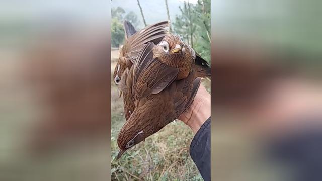 好不容易抓到这么只 画眉鸟,可是手一抖,结果就