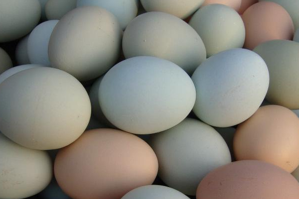 两手分别拿一鸡蛋,用一个鸡蛋撞另一个,哪个更容易碎?