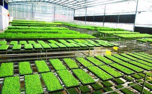 芽苗菜种植技术 品种选择 繁殖育苗 营养液配制 综合管理