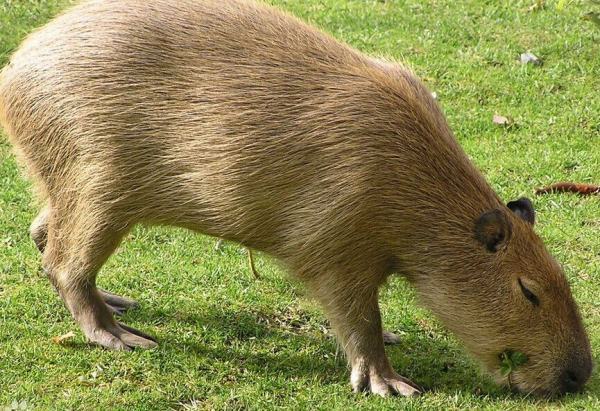 这是水豚,是最大的啮齿类动物