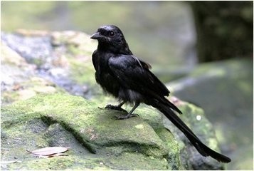 为      黑卷尾     dicrurus macrocercus ,  俗称    吃杯茶,铁炼甲