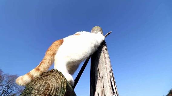 喵星人太胖了, 这么点高的树桩都爬不上去,太搞笑了!