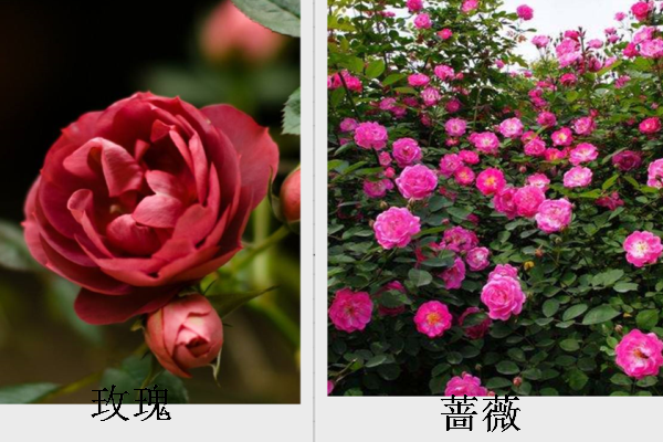 介绍玫瑰花的特点图片