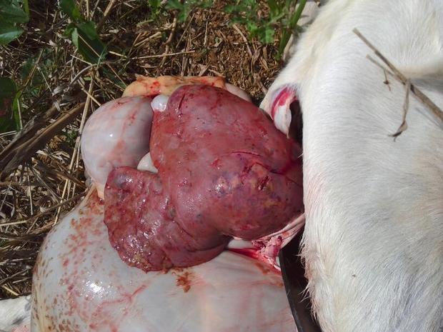 羊突然死亡,解刨后发现体内很多血水,肝上有水泡
