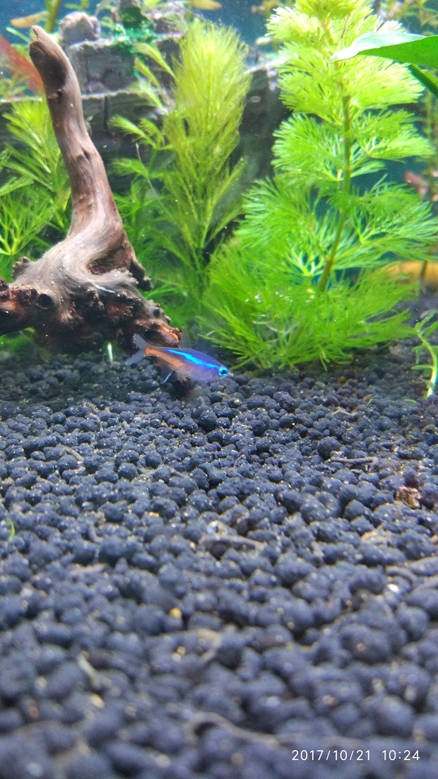 鱼缸灯鱼尾巴少了一块