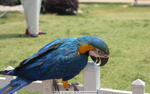 什么鸟会说话又便宜,有什么品种