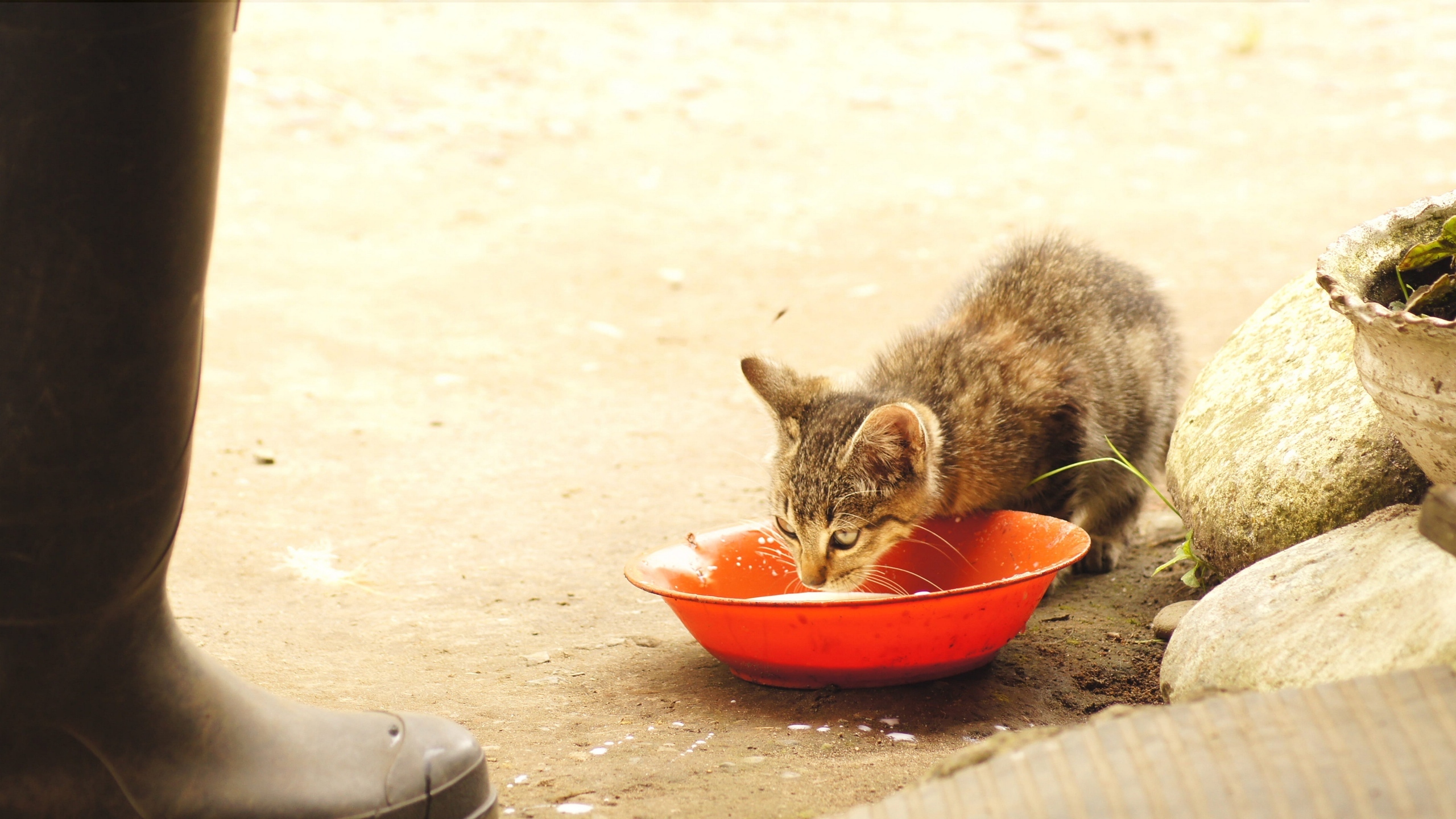 小猫吃东西的图片[图9]