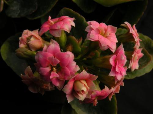 什么花四季常开?