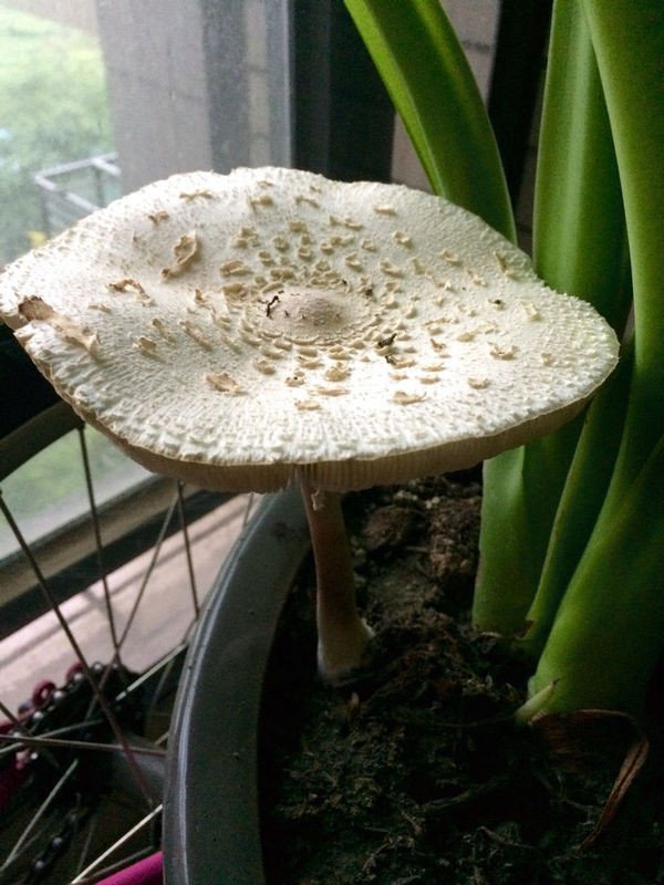 滴水观音的花盆里长出白色大蘑菇 是什么品种?有毒吗?