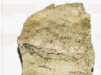 目前已知的地球上最古老的足迹化石是什么?