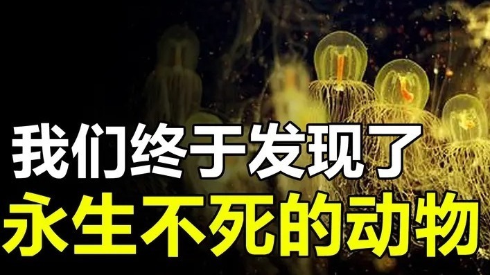 [图]世界上还真存在能永生的动物,我们何时才能找到“永生的密码”?