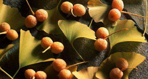 为什么银杏和水杉被称为活化石?