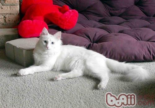 幼猫和成猫一天要吃多少猫粮?