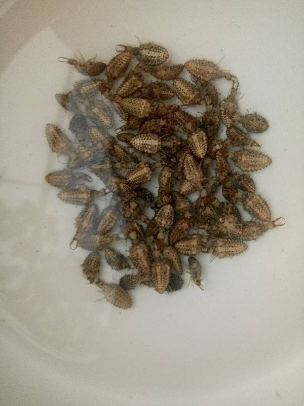 这是蚁狮,又叫缩缩,地牯牛,倒推虫等,是蚁蛉的幼虫,在沙地中做成漏斗