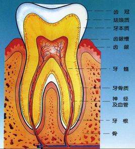 牙釉质是什么图片