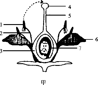 下图是桃花,桃的结构示意图,请据图回答下列问题