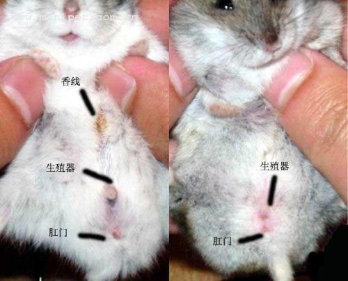 仓鼠能吃薯片,饼干,雪糕吗?我养的两个ss对买来的鼠粮不感兴趣