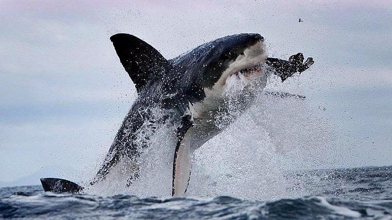 大白鲨捕食海豹,出水呈90度的直角,镜头拍下全过程