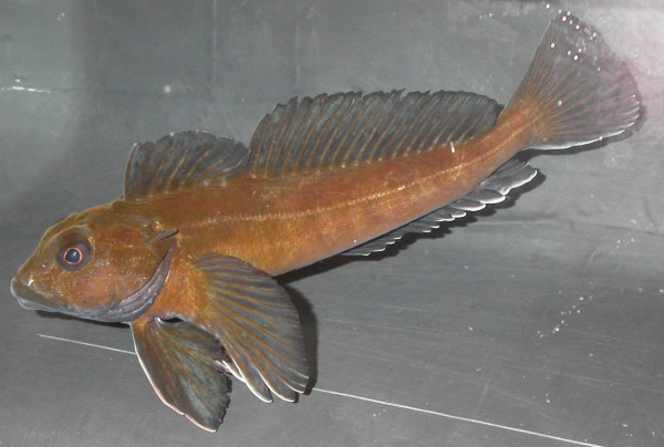 八角鱼科      agonidae      鱼类 下图为      长须女神八角鱼