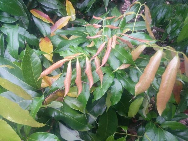 荔枝新叶微微卷曲是什么原因