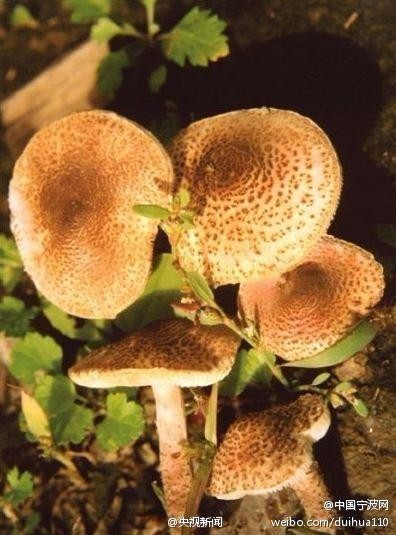 北京地区野生蘑菇种类图片