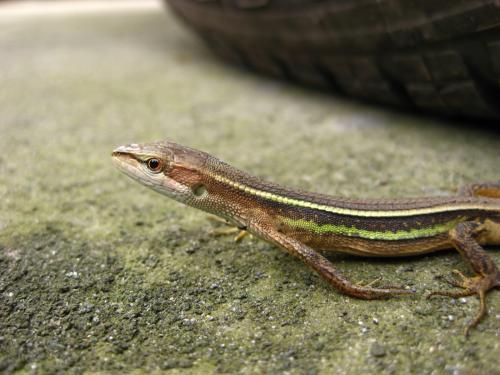 四脚蛇进家,什么意思麻?