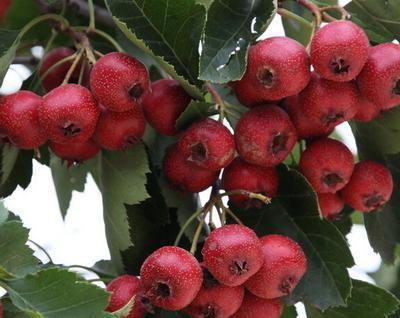 红花果是什么,产地,作用要有图片