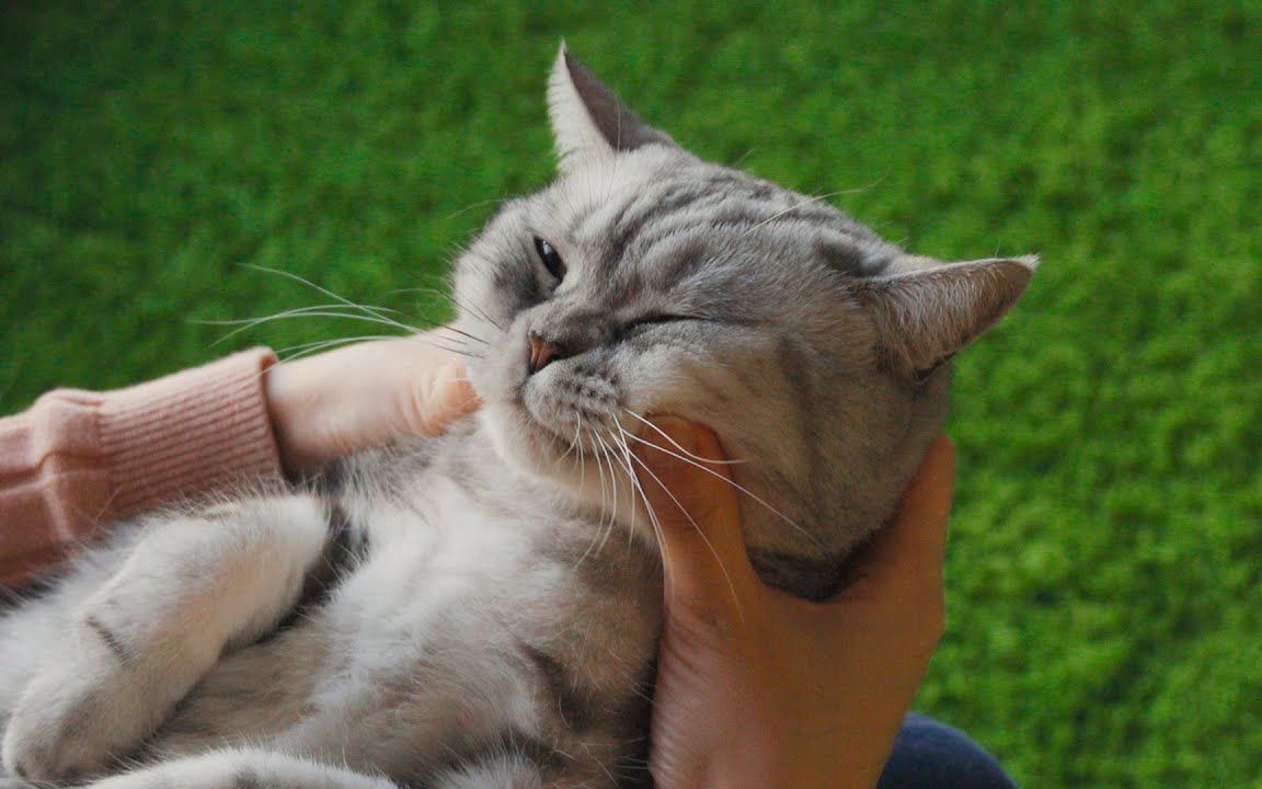 给猫按摩脸,我能玩一整天