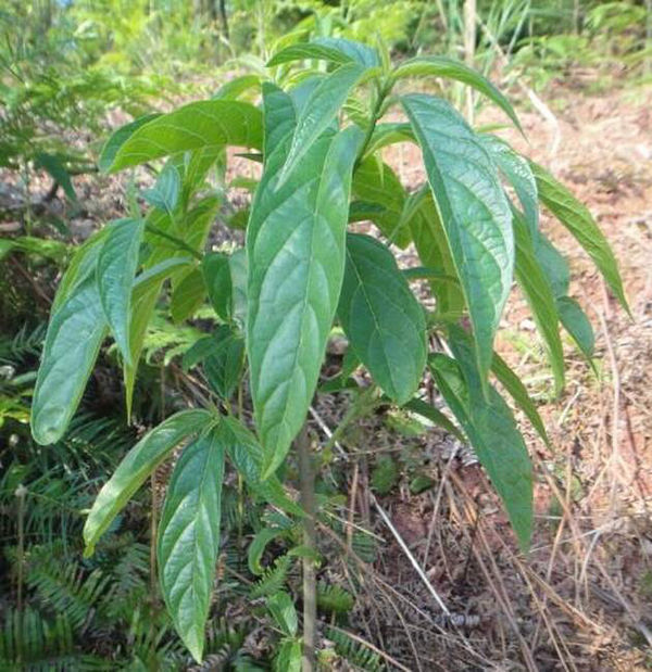 请教这种小树学名是什么?