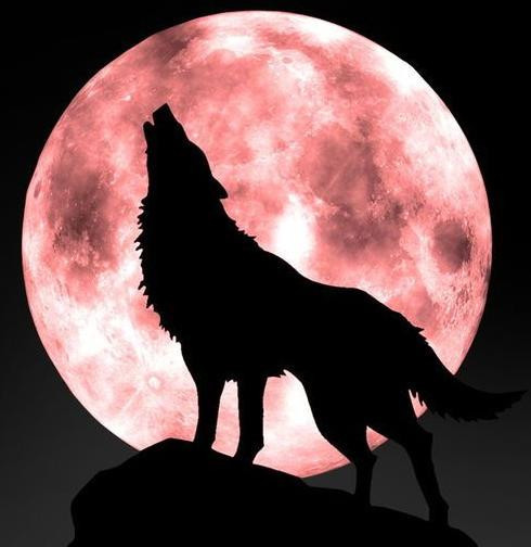狼与月亮的图片大全图片