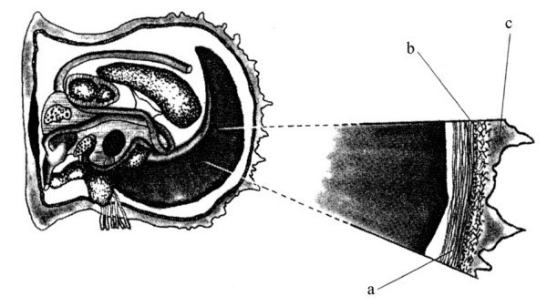 贝壳的结构示意图分析图片