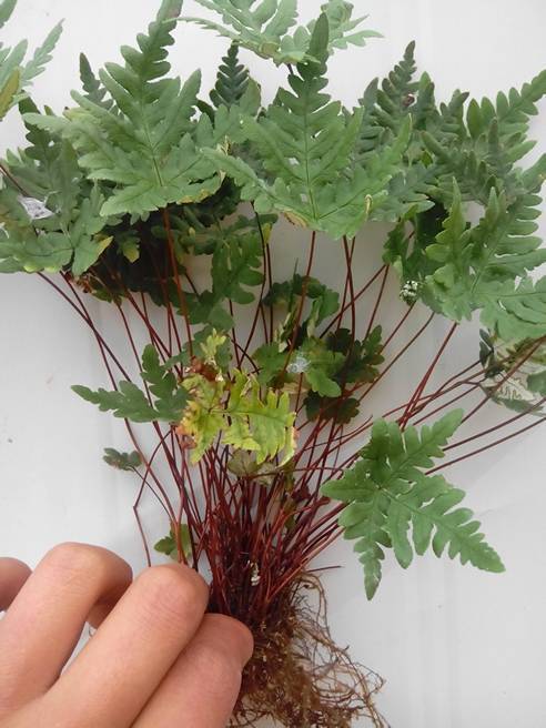 11 银粉背蕨 为石生蕨,多生于石灰岩缝隙中,性喜阳也耐阴,耐寒也耐旱