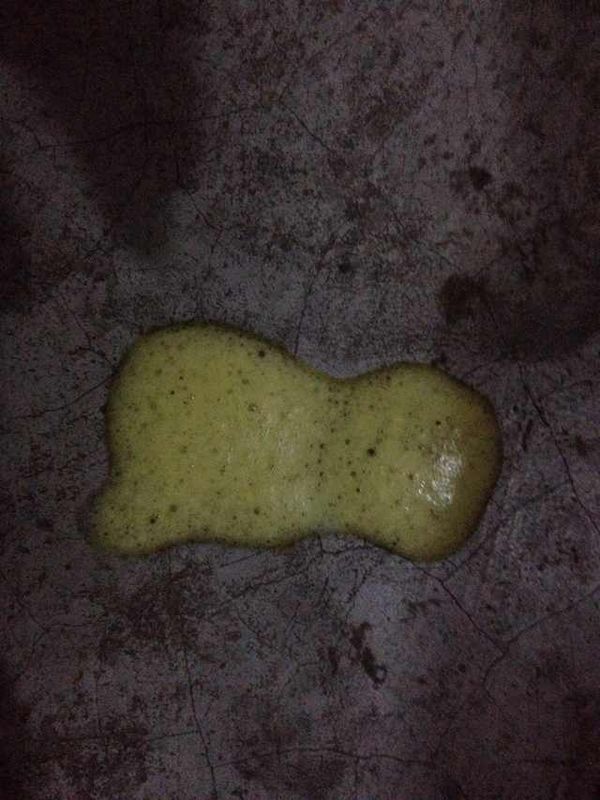 泰迪狗呕吐黄绿色带白色泡沫粘液,精神好,不拉