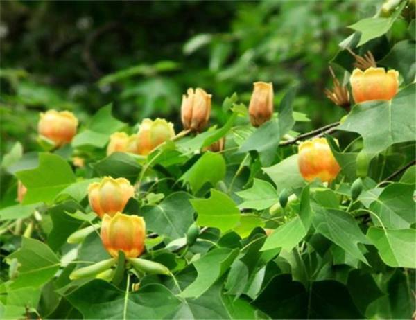 花大而美丽,秋季叶色金黄,似一个个黄马褂,是珍贵的行道树和庭园观赏