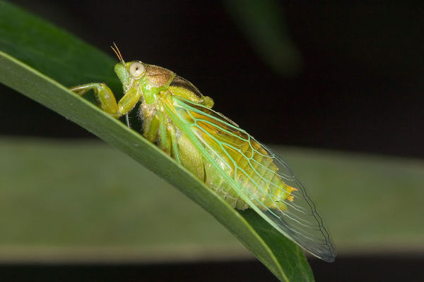 蝉的叫声怎么形容