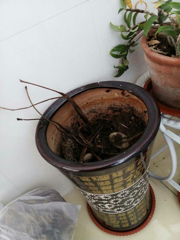 孔雀竹芋地上部分死了,根还活吗?还能继续发芽吗?