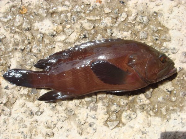 为 横纹九棘鲈 cephalopholis boenak(横纹九刺鮨,俗称 横带鲙