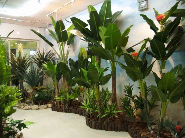 超富集植物的种类