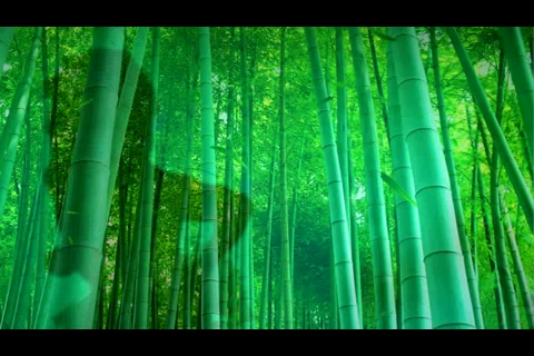 中国骄傲武术表演舞台背景 绿色竹林 唯美舞台背景 武术表演