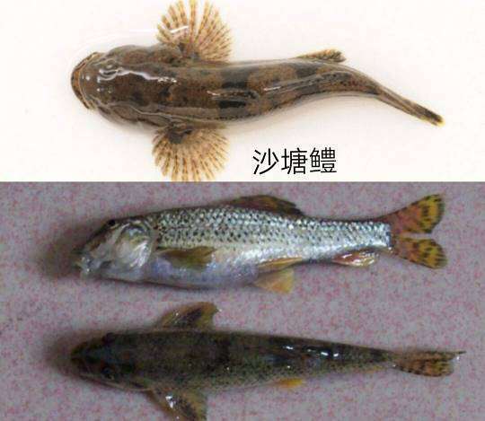 四川常见野生鱼种图片图片